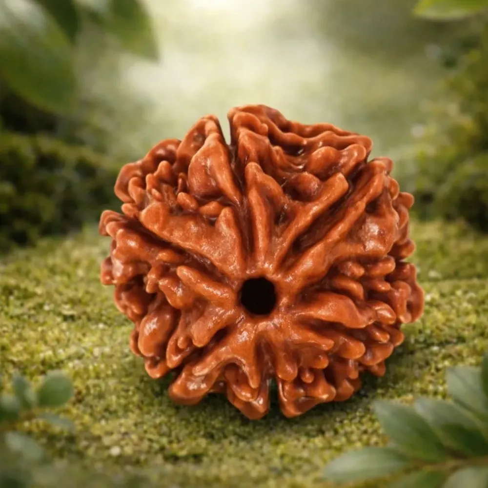 6 Mukhi Rudraksha Lab Tested & Certified